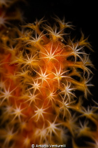 The beauty of underwater macro photography (using diopter... by Antonio Venturelli 